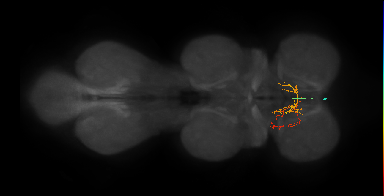 IN02A056_a_L (MaleCNS:813694)