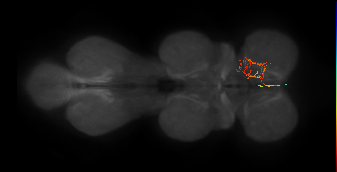 IN02A057_R (MaleCNS:912502)