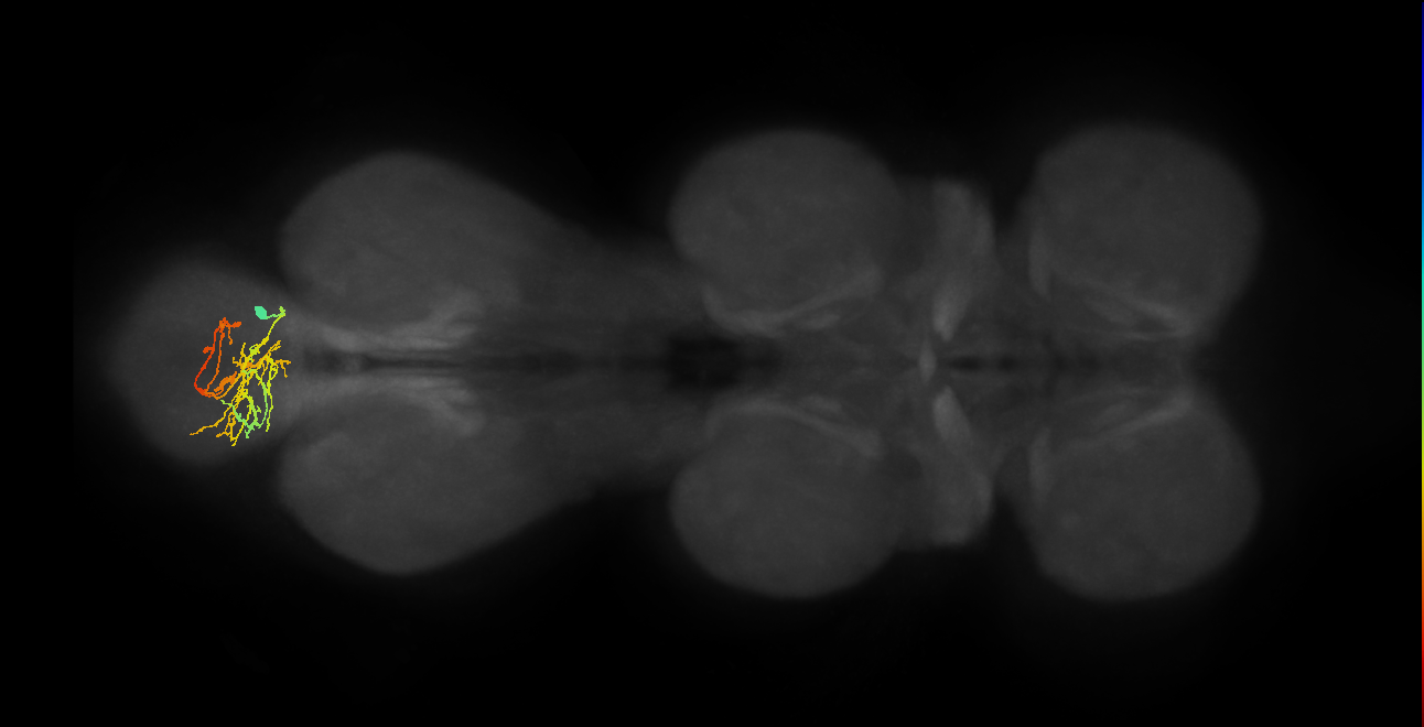 IN02A059_R (MaleCNS:813465)