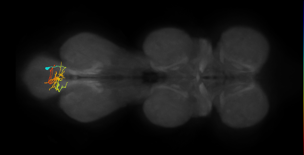 IN02A059_R (MaleCNS:814516)