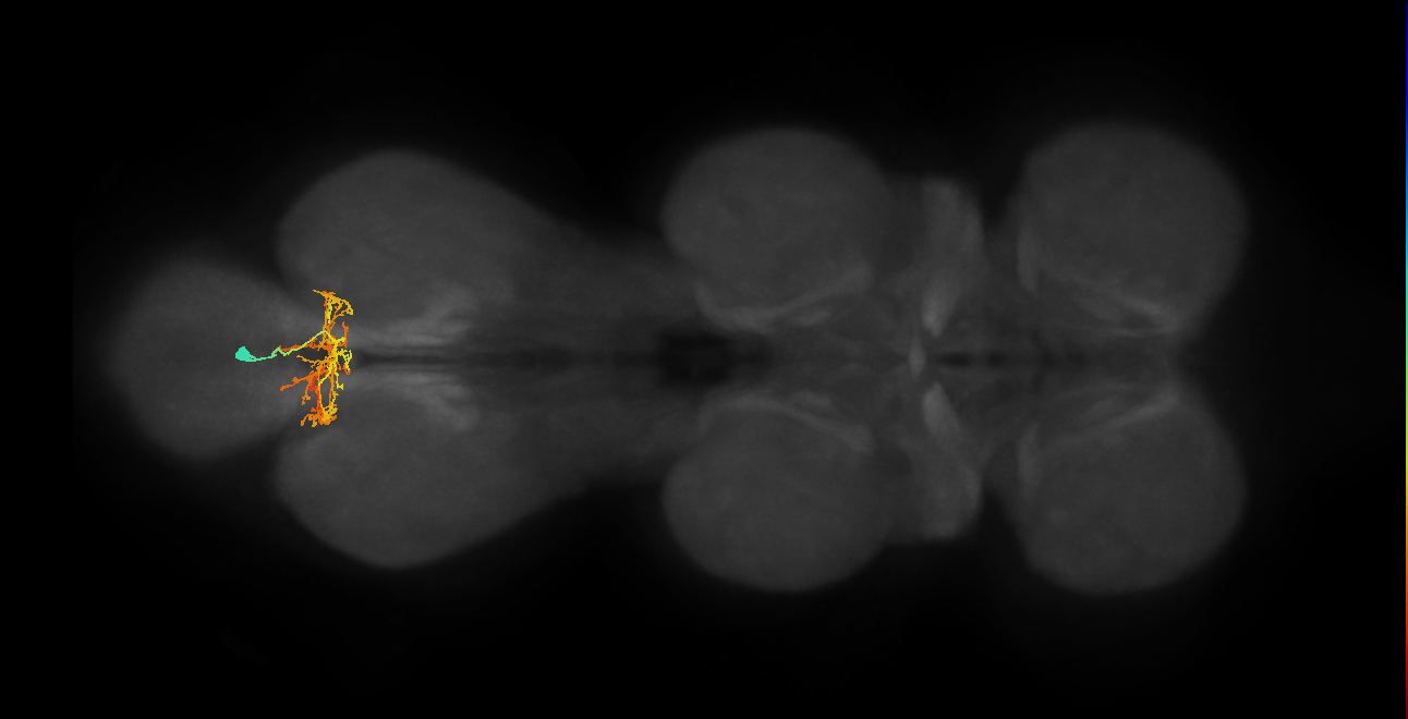 IN02A059_L (MaleCNS:806757)