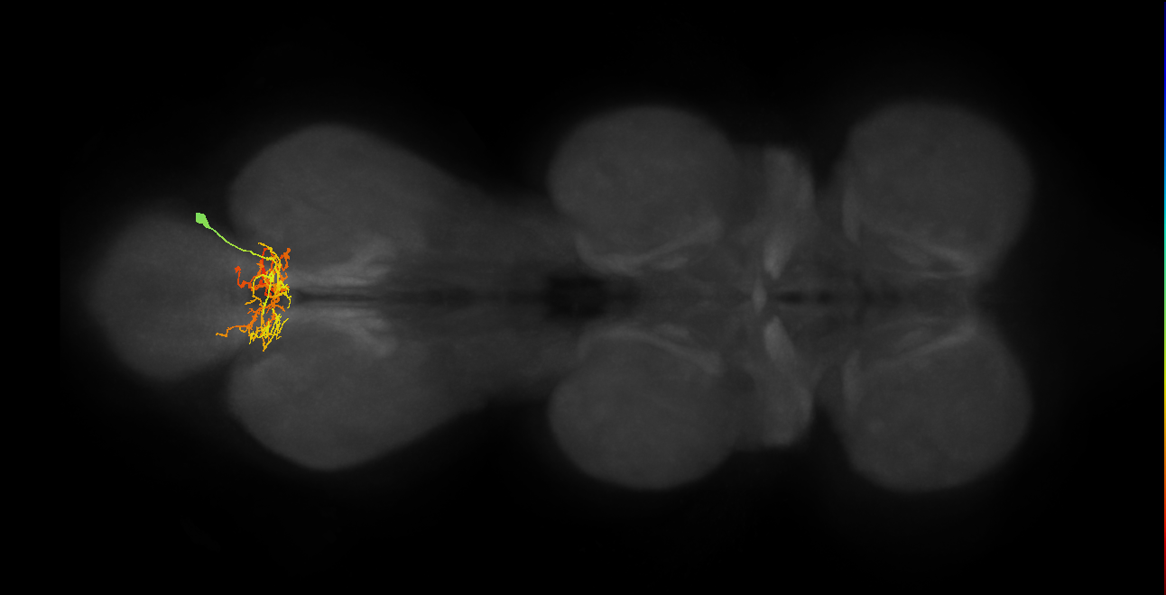IN02A059_R (MaleCNS:809966)
