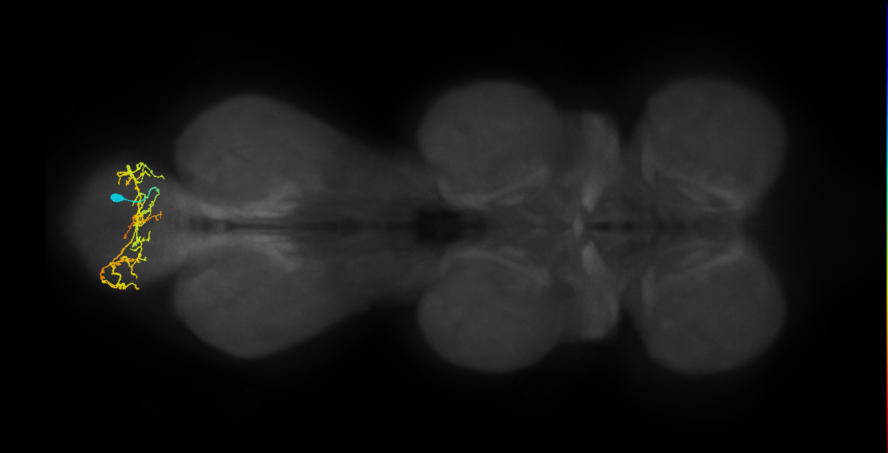 IN02A059_L (MaleCNS:811095)