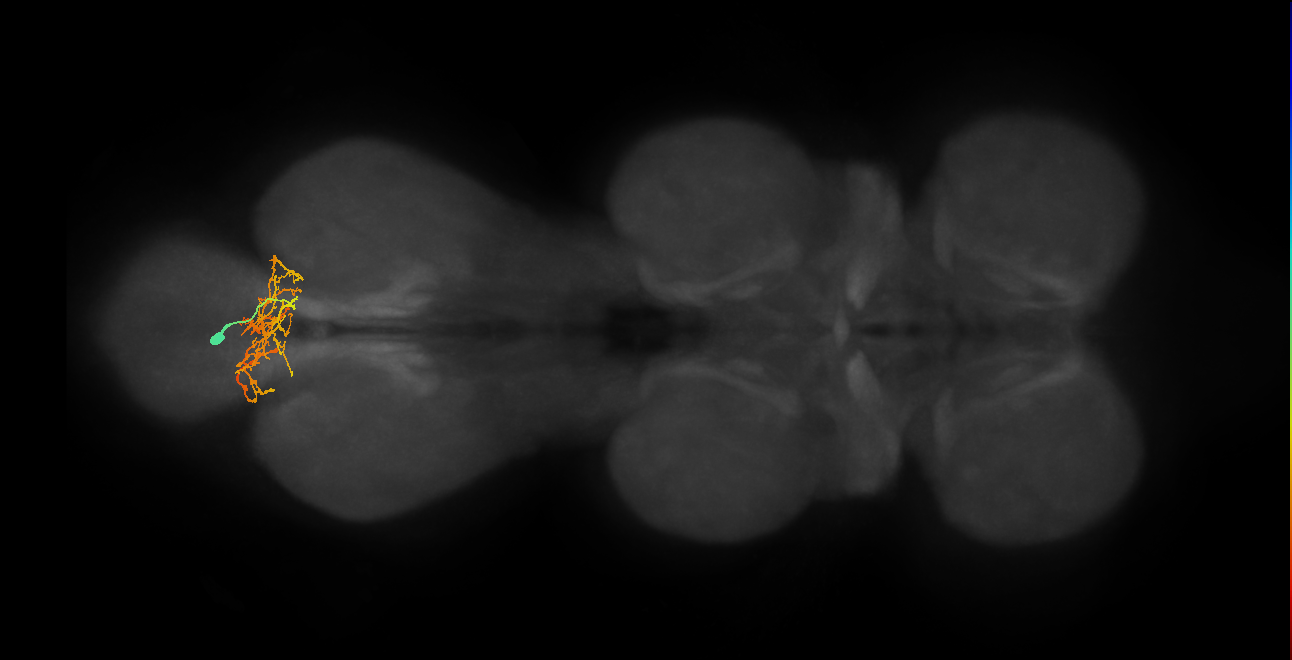 IN02A059_L (MaleCNS:812929)