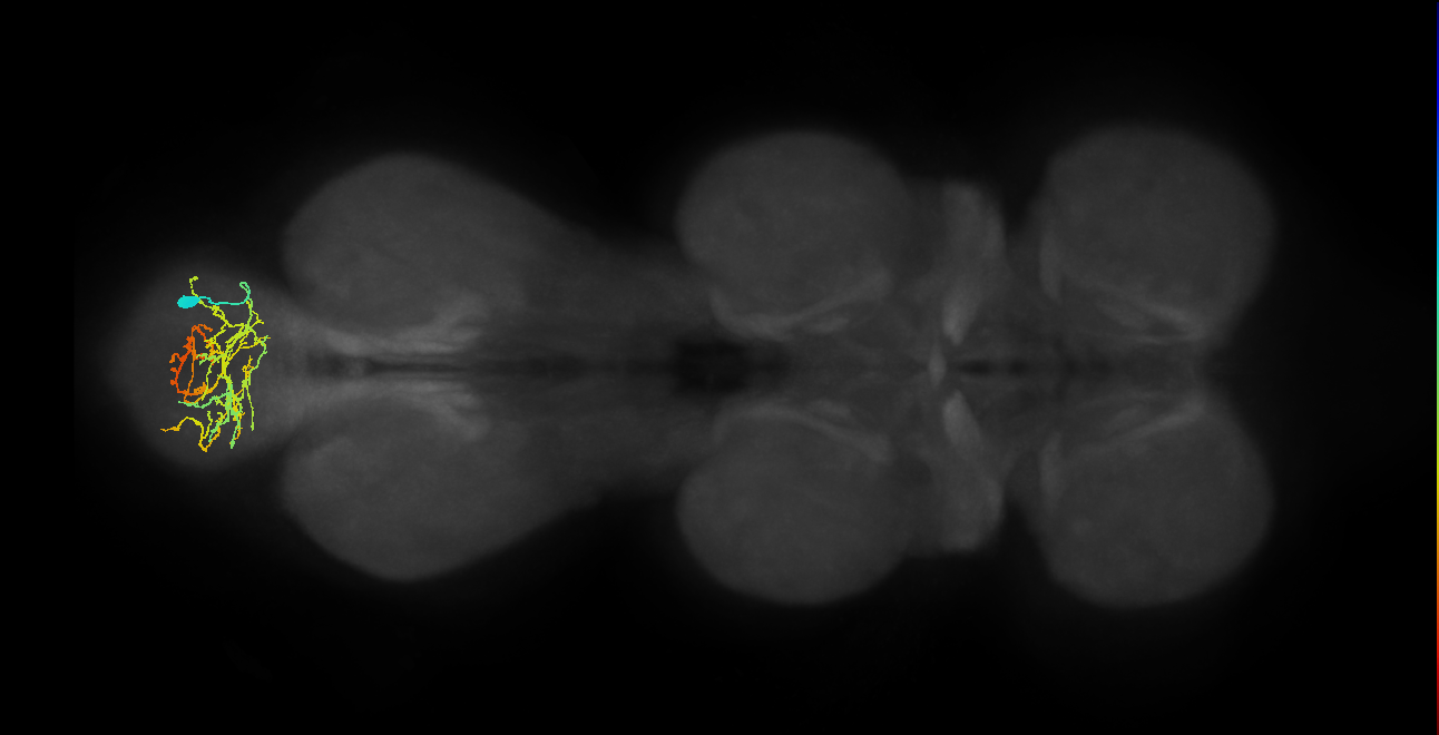 IN02A059_R (MaleCNS:810364)