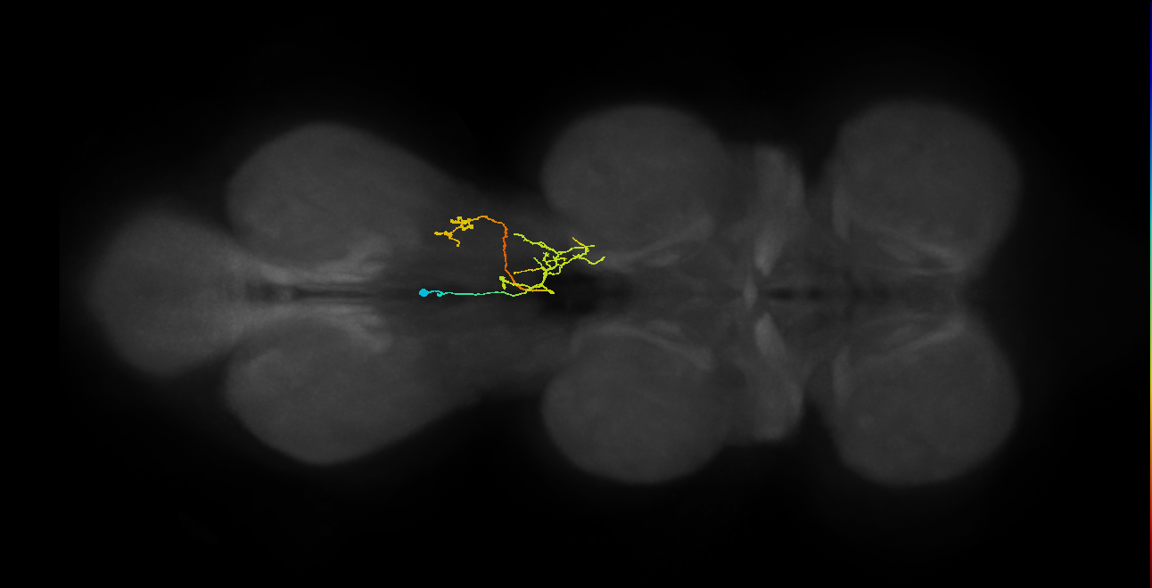 IN02A062_R (MaleCNS:818001)