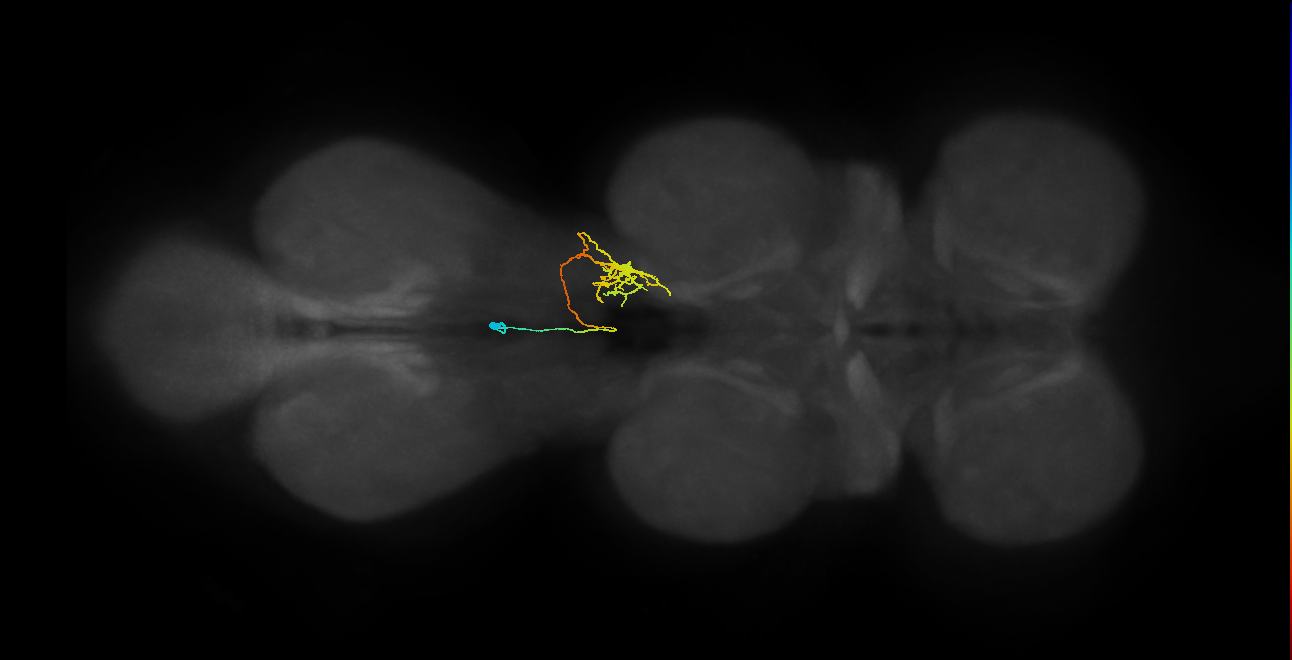 IN02A066_R (MaleCNS:818537)