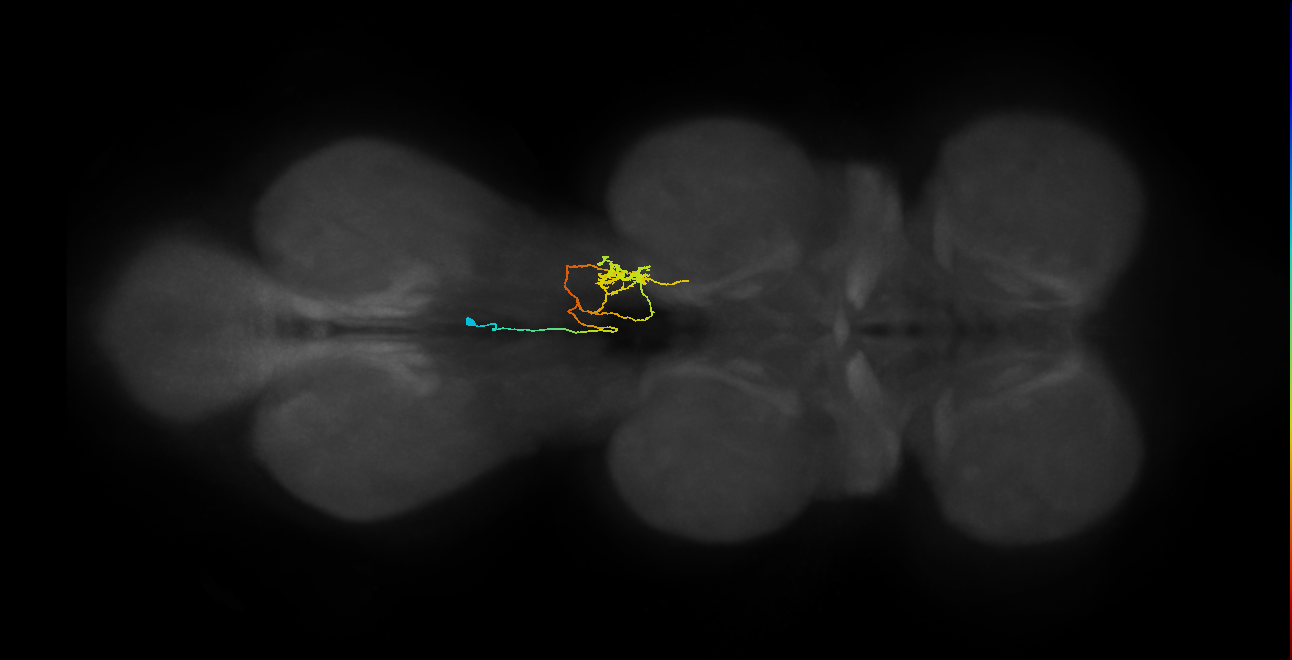 IN02A066_R (MaleCNS:825931)