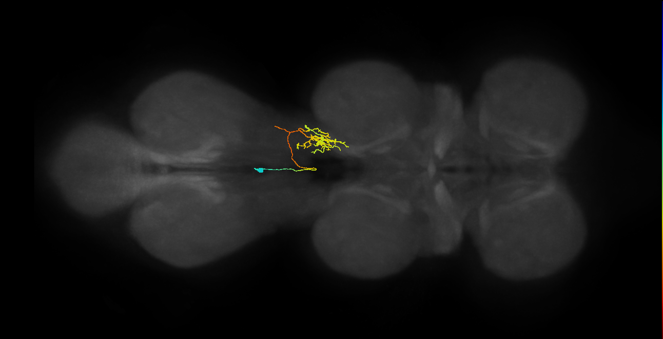 IN02A066_R (MaleCNS:909517)