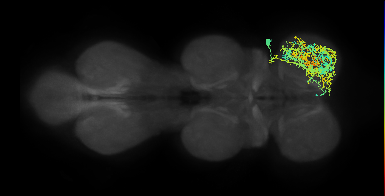 NB7-1 lineage primary neuron