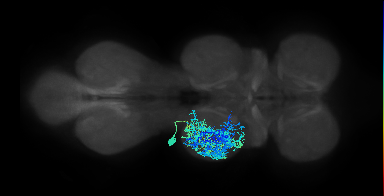 NB7-1 lineage primary neuron
