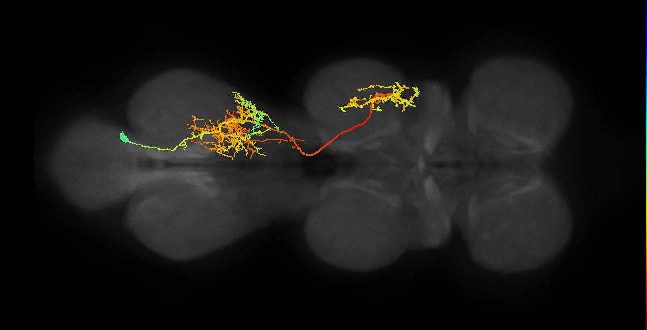 lineage NB7-1 primary interneuron