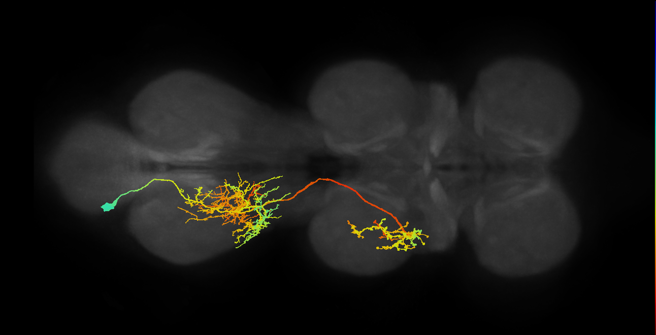 lineage NB7-1 primary interneuron