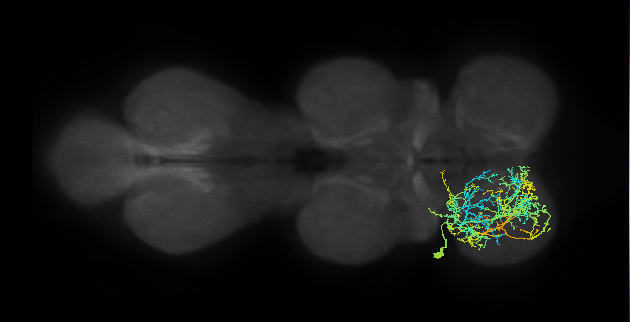 IN03A014_L (MaleCNS:801762)