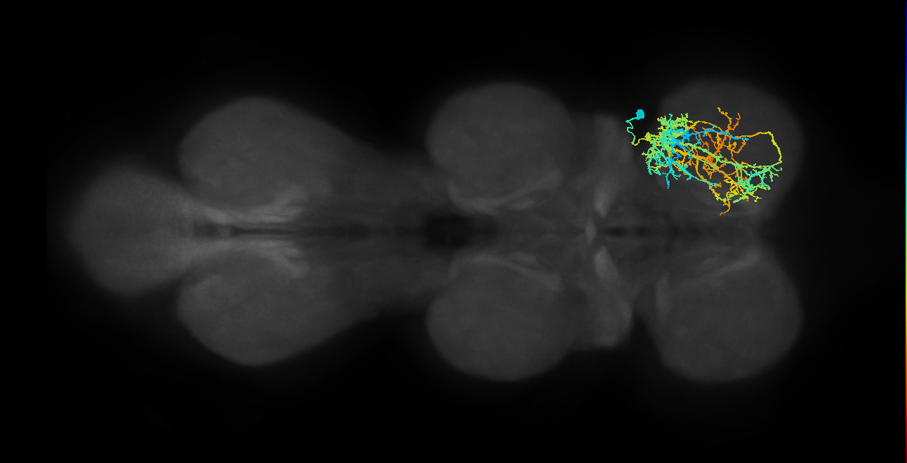 IN03A019_R (MaleCNS:802524)