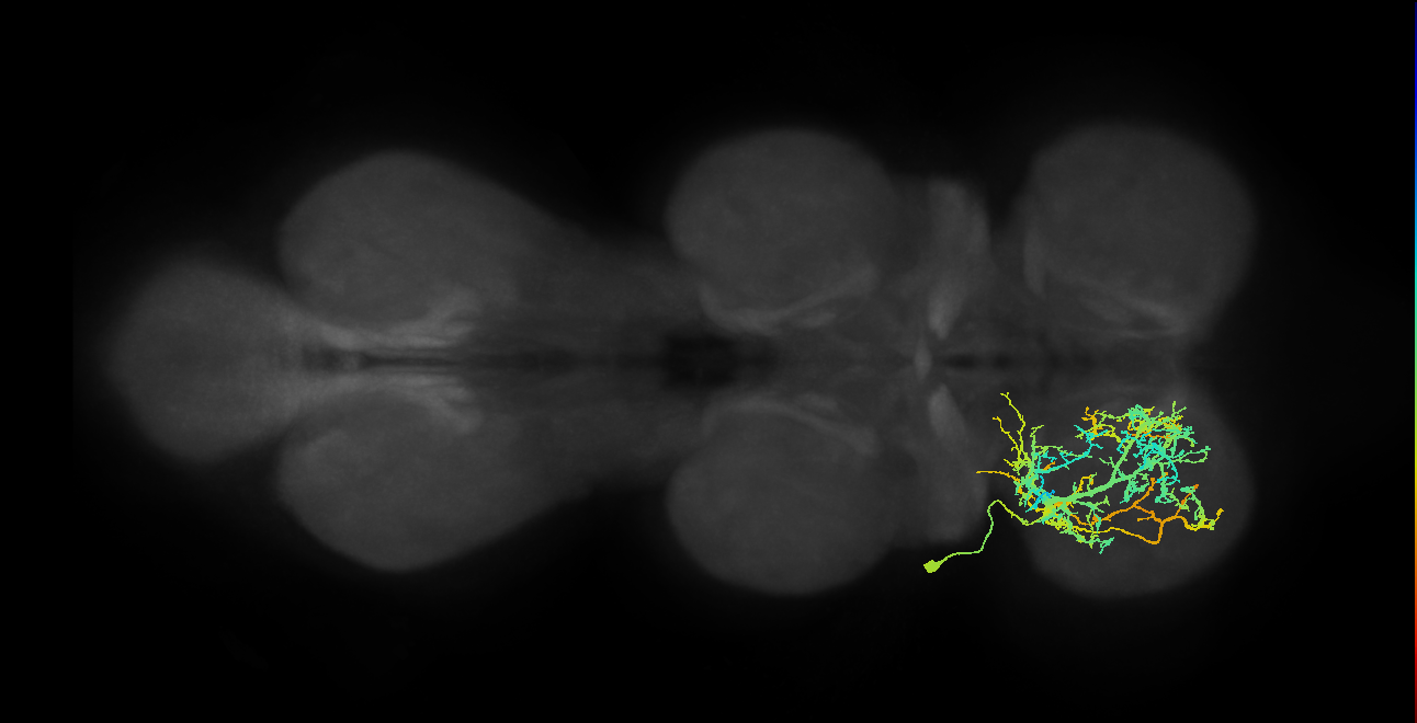 IN03A020_L (MaleCNS:801739)