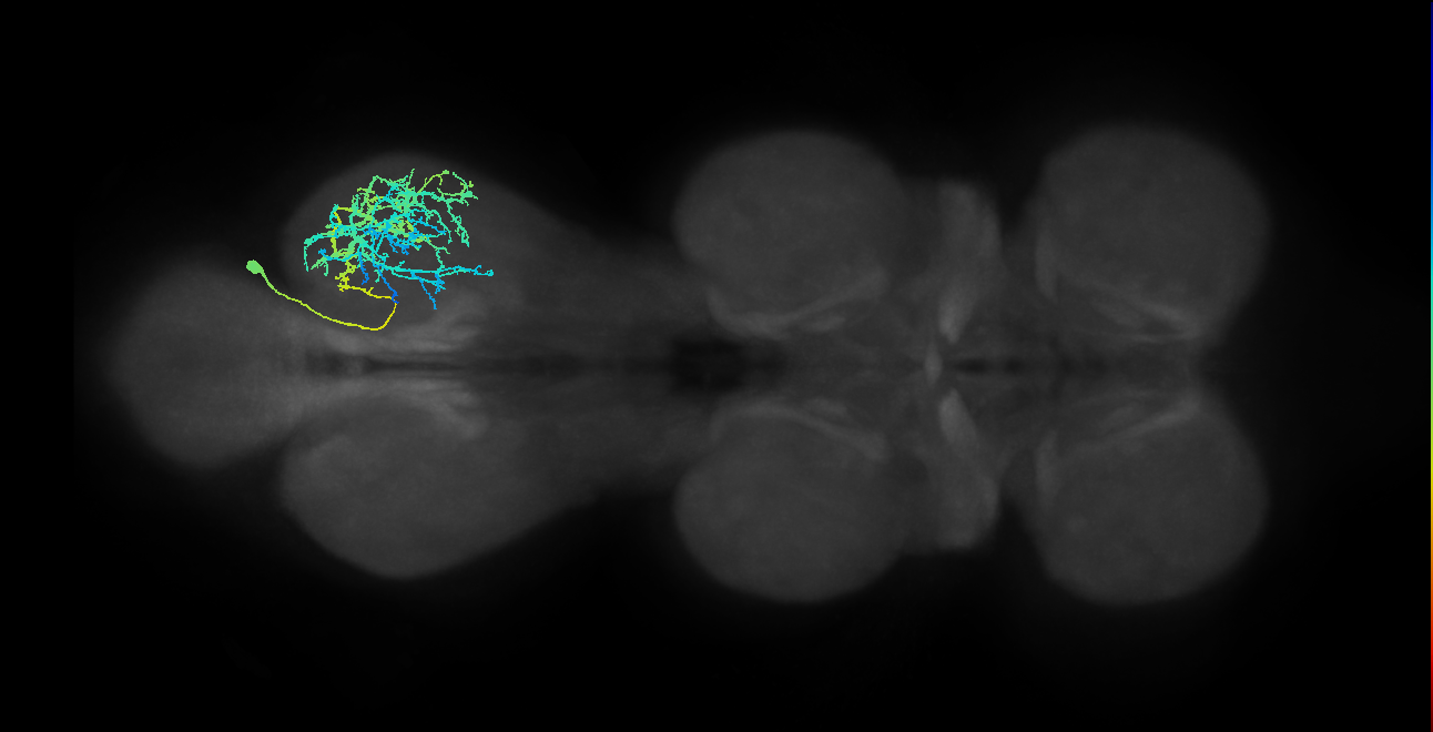 IN03A031_R (MaleCNS:804592)