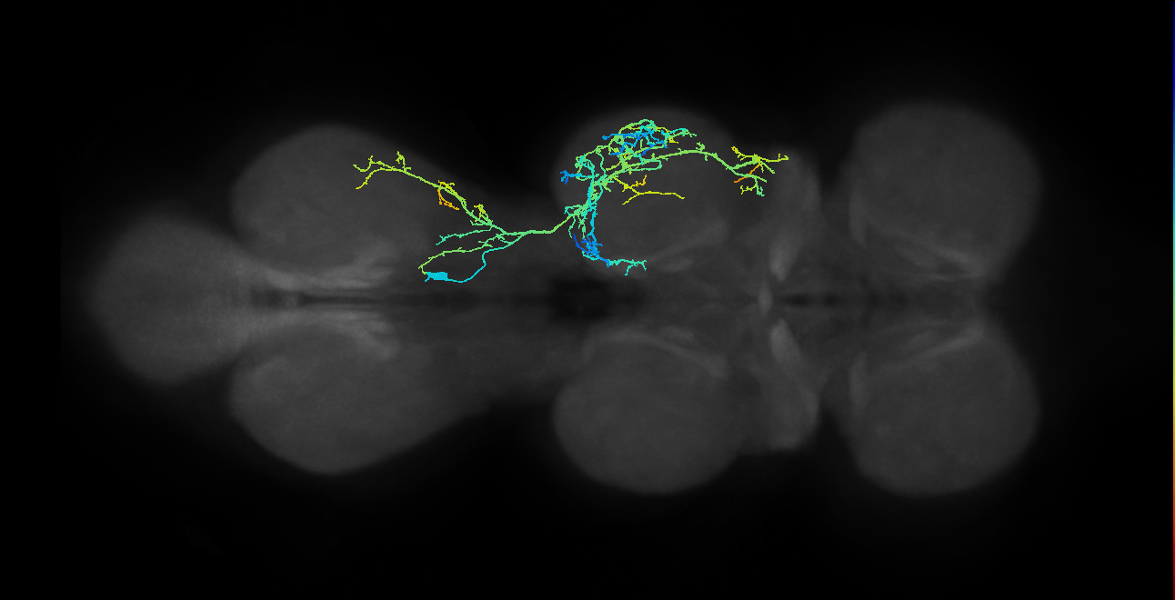 IN03A044_R (MaleCNS:907487)