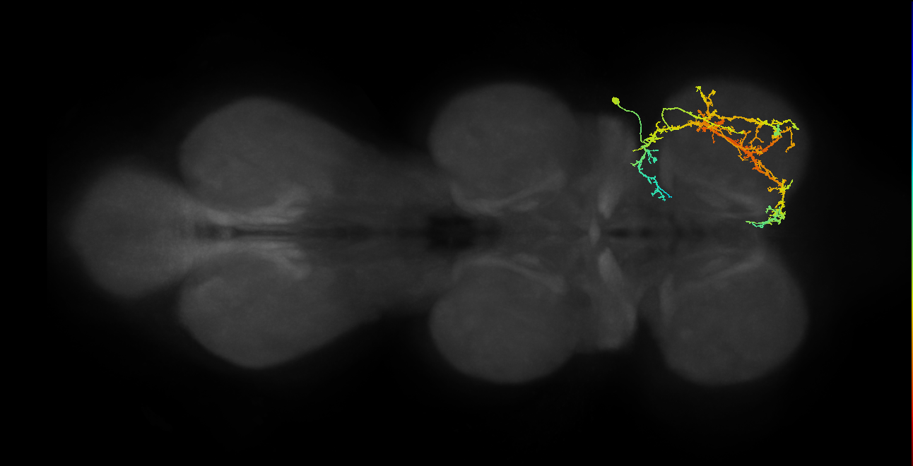 IN03A045_R (MaleCNS:805501)