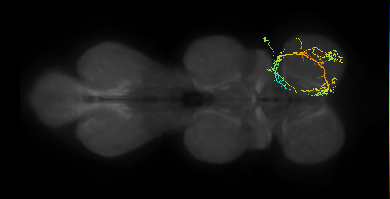 IN03A045_R (MaleCNS:807038)