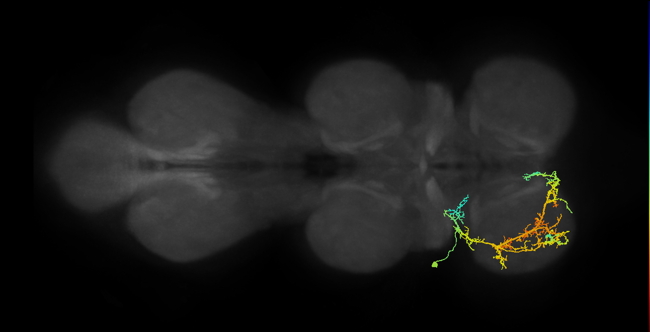 IN03A045_L (MaleCNS:801909)