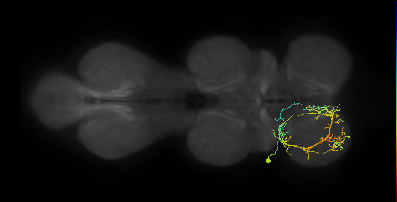 IN03A045_L (MaleCNS:810861)