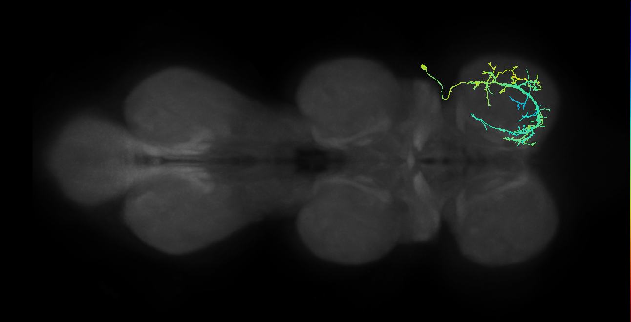 IN03A046_R (MaleCNS:804389)