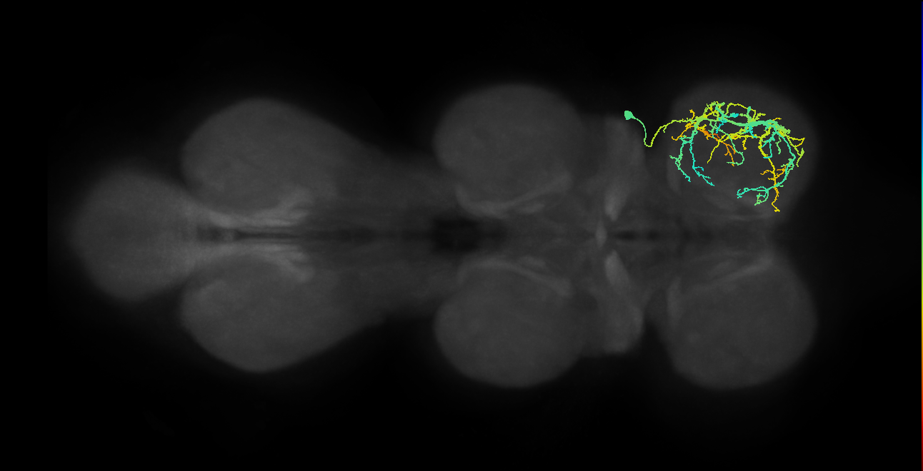 IN03A046_R (MaleCNS:803123)