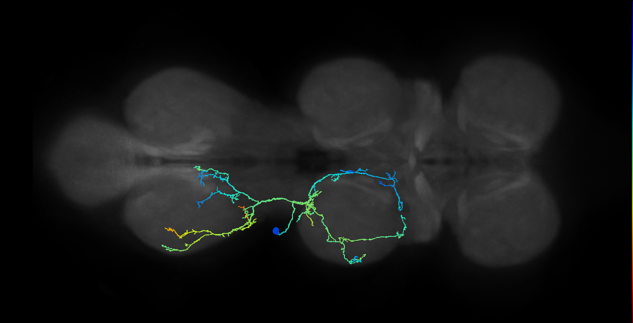 IN03A052_L (MaleCNS:808409)