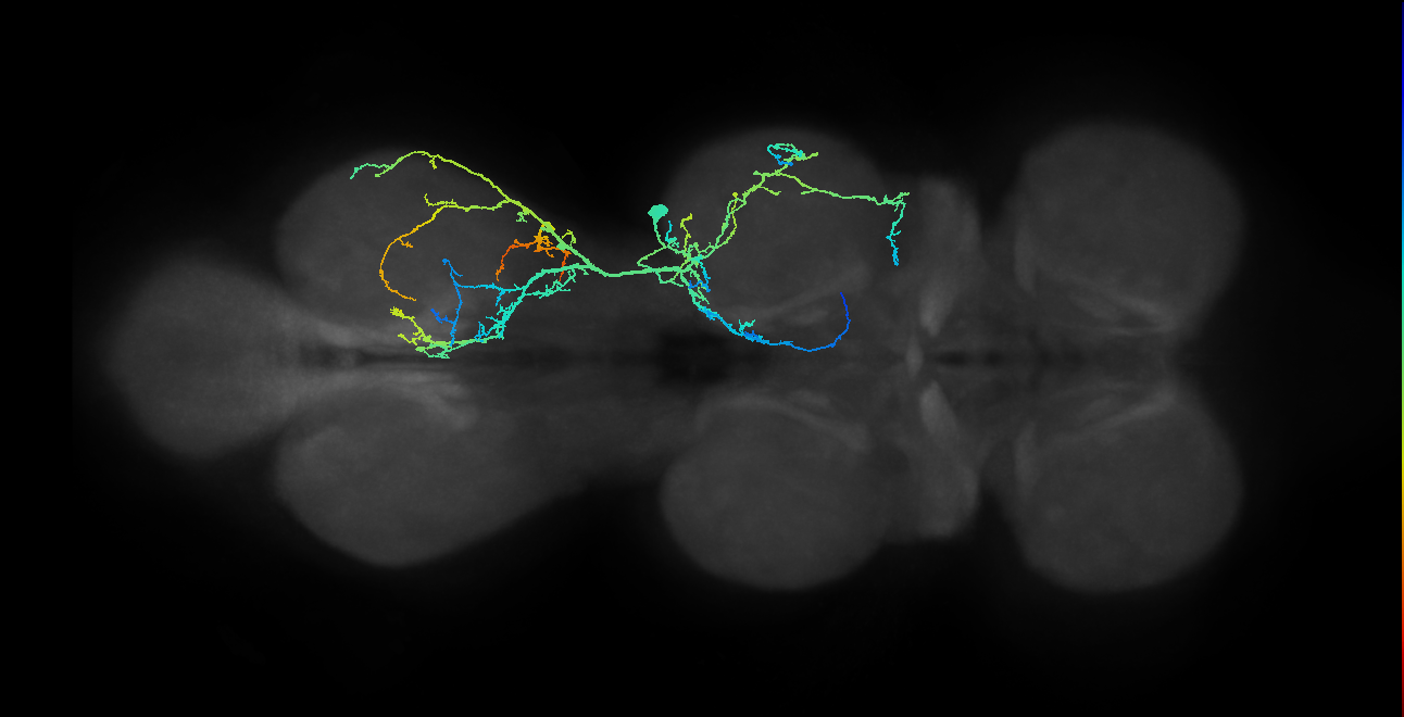 IN03A052_R (MaleCNS:805684)