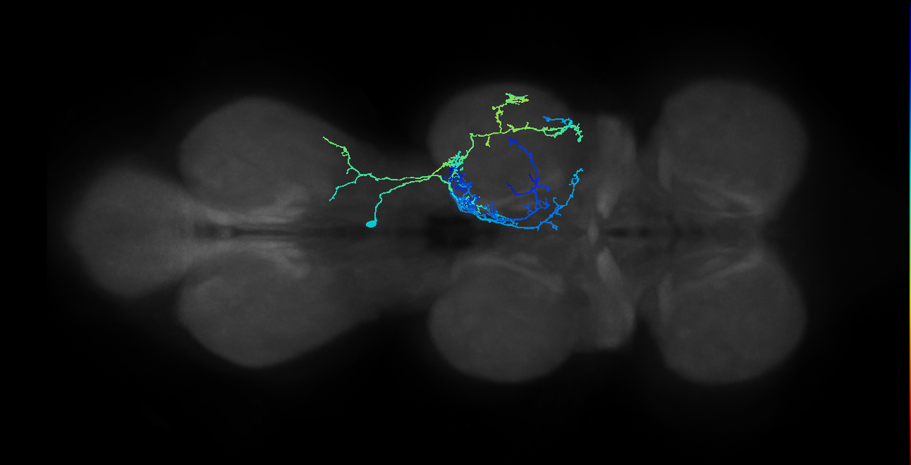 IN03A054_R (MaleCNS:907935)