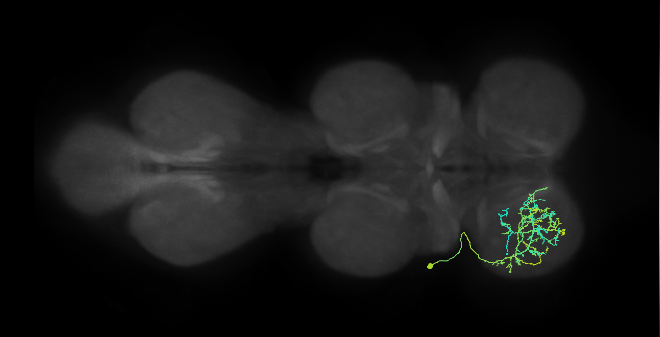 IN03A062_a_L (MaleCNS:910040)