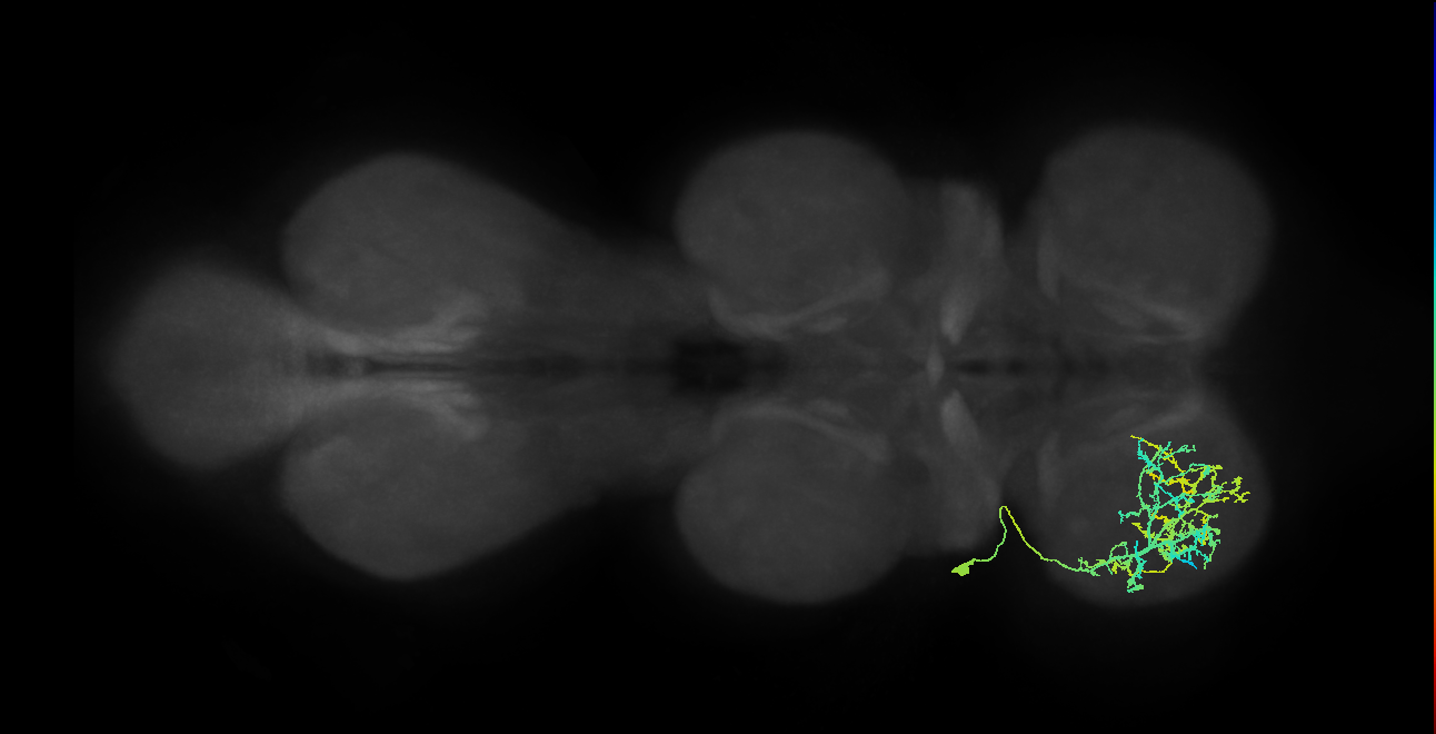 IN03A062_b_L (MaleCNS:908686)