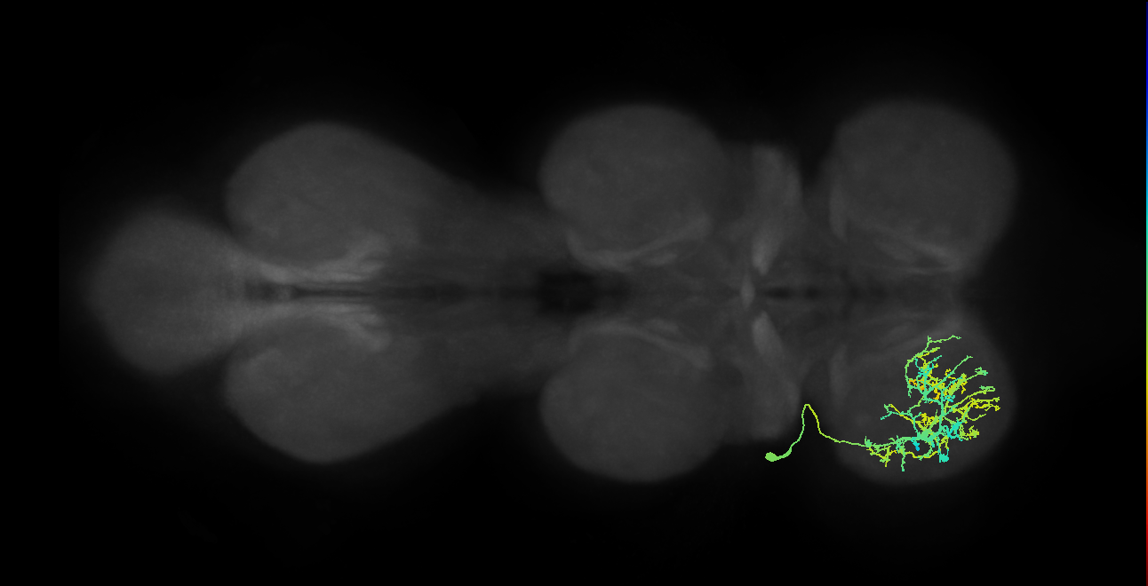 IN03A062_c_L (MaleCNS:803603)