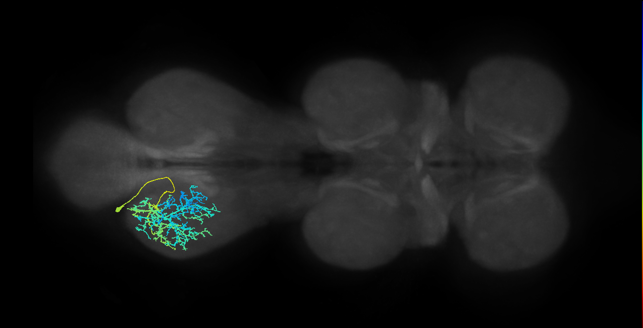 IN03A062_d_L (MaleCNS:805058)