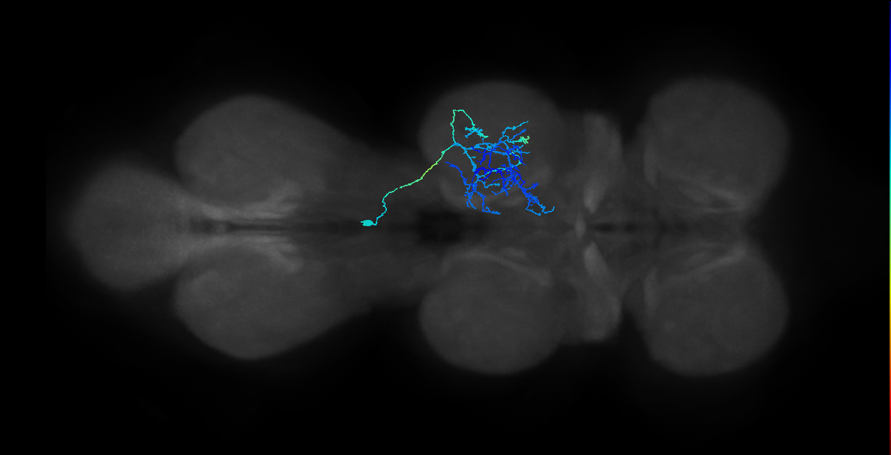 IN03A062_e_R (MaleCNS:905203)