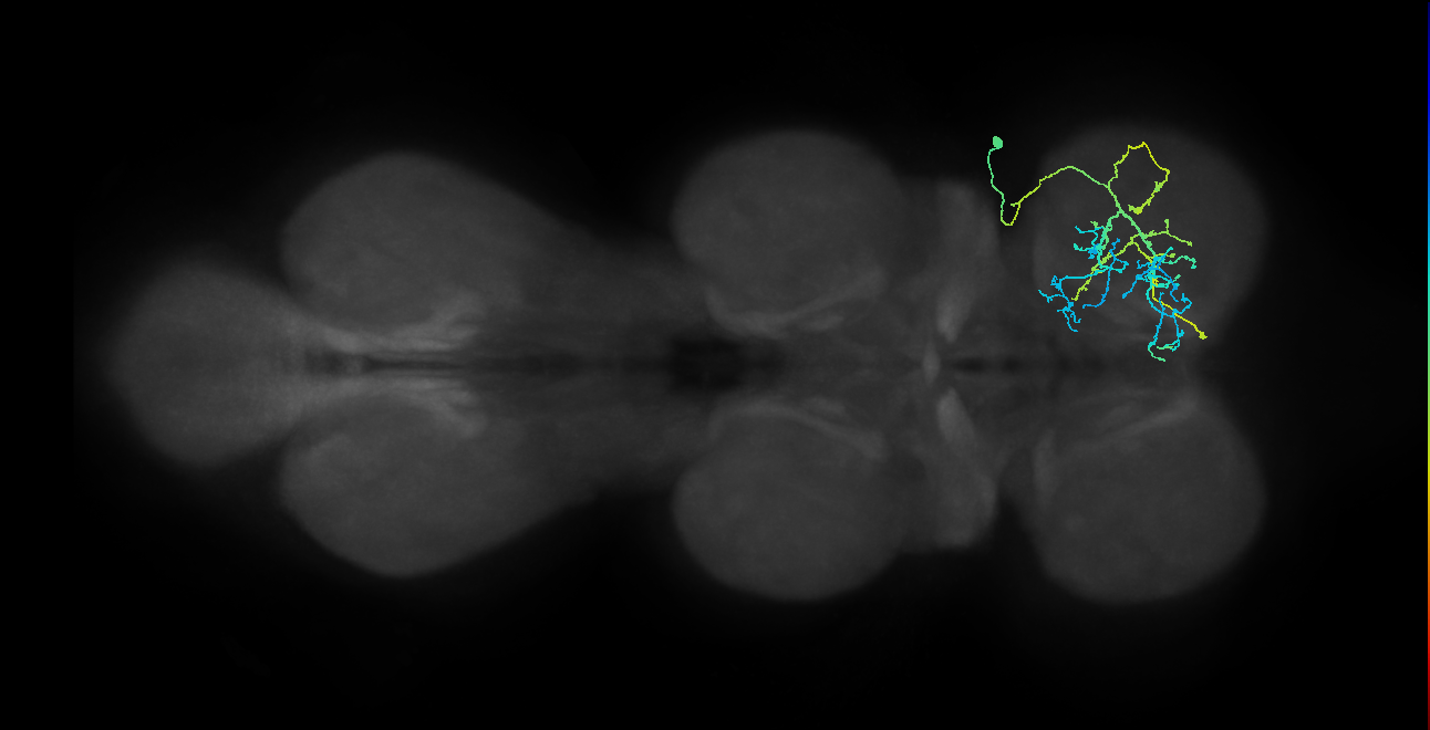 IN03A062_e_R (MaleCNS:903290)