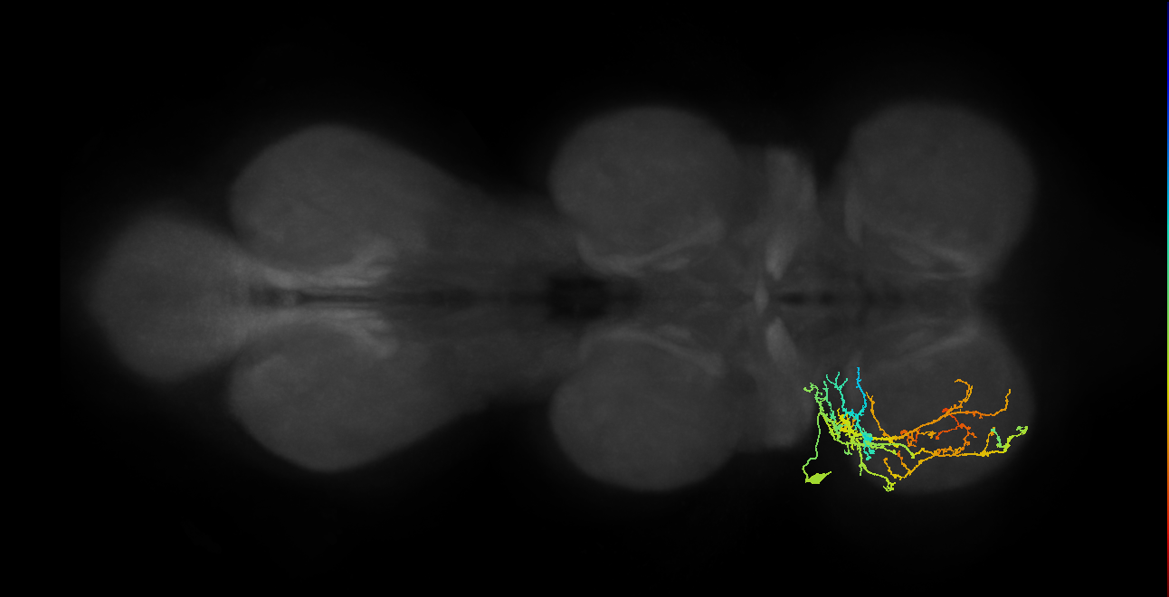 IN03A065_L (MaleCNS:902431)