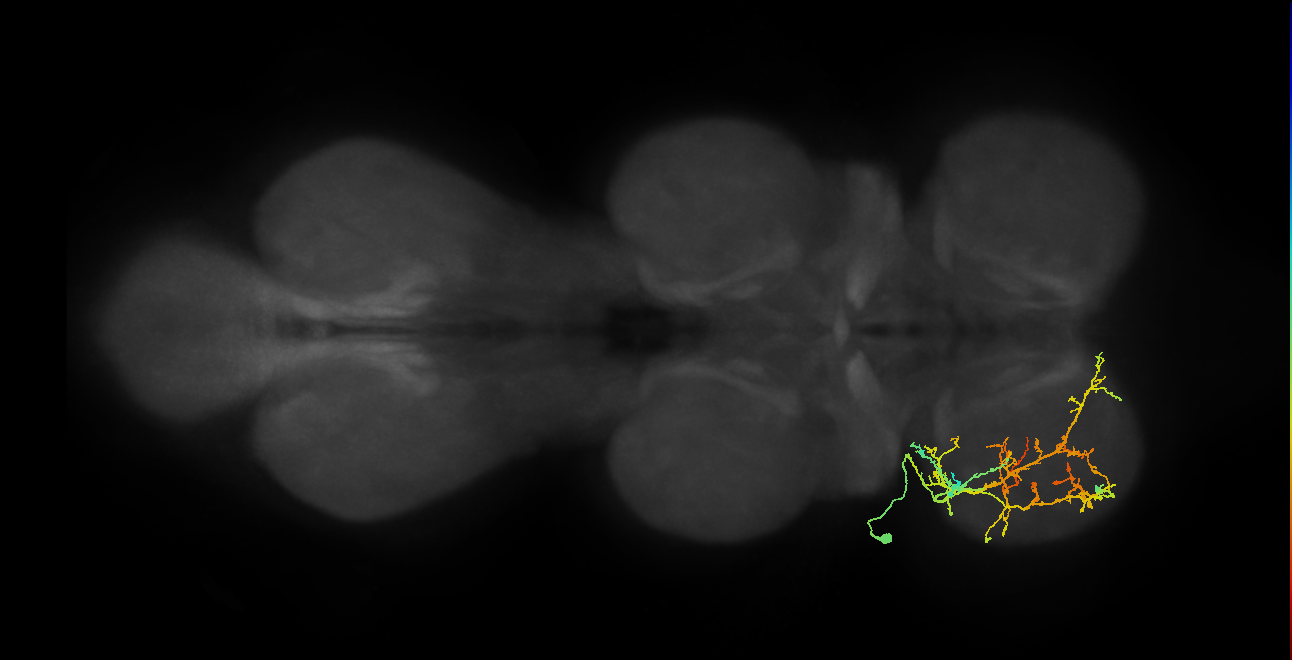 IN03A066_L (MaleCNS:805199)
