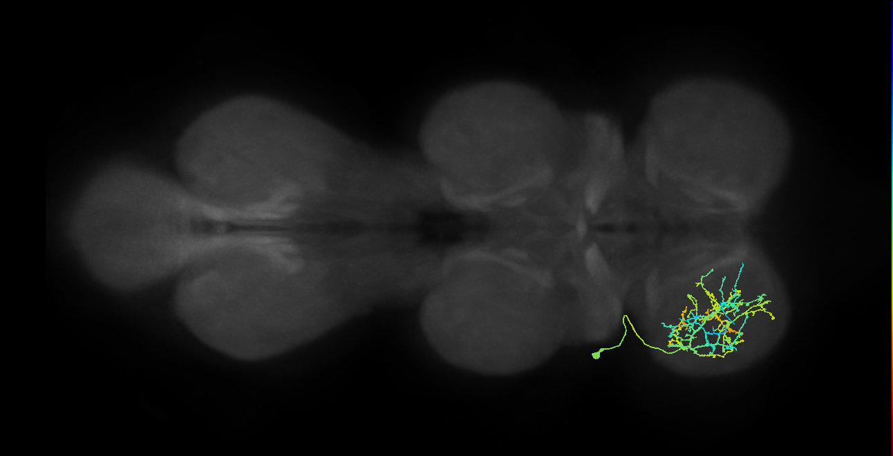 IN03A067_L (MaleCNS:805581)