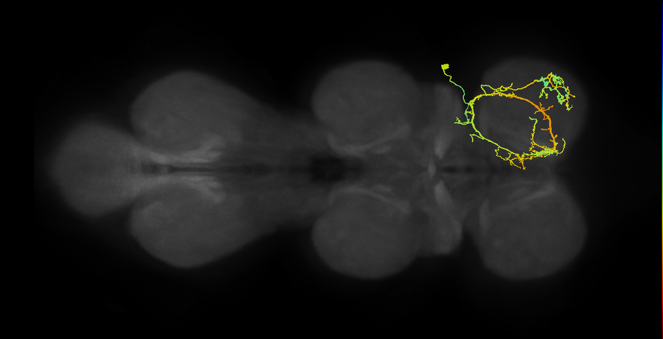 IN03A069_R (MaleCNS:811403)