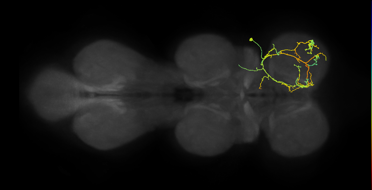 IN03A069_R (MaleCNS:803376)