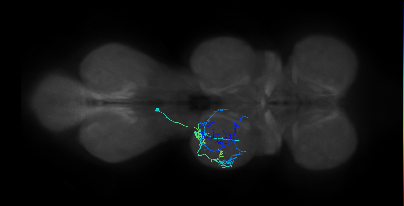 IN03A071_L (MaleCNS:805734)