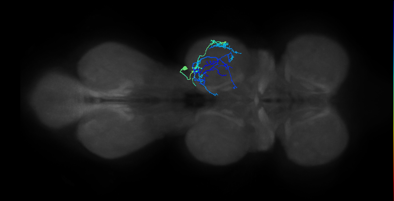IN03A071_R (MaleCNS:804163)