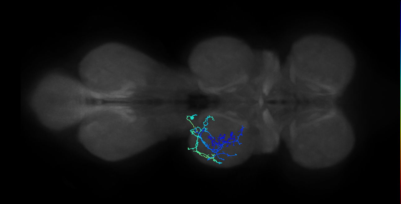 IN03A071_L (MaleCNS:807738)