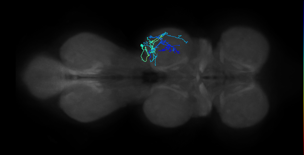 IN03A071_R (MaleCNS:807928)