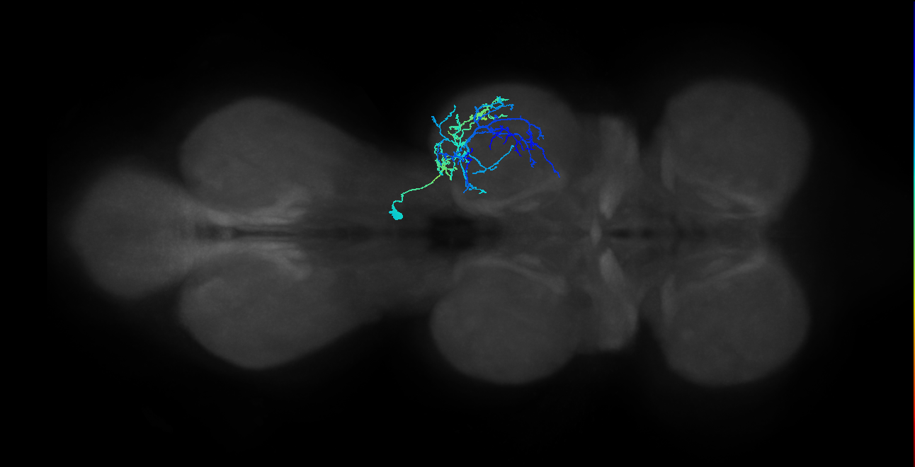 IN03A071_R (MaleCNS:905232)