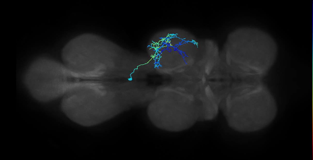 IN03A071_R (MaleCNS:908343)