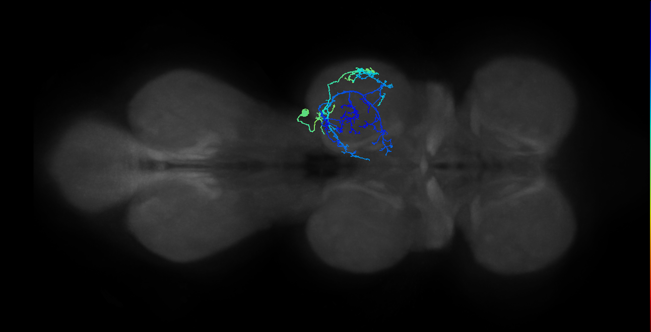 IN03A073_R (MaleCNS:807589)