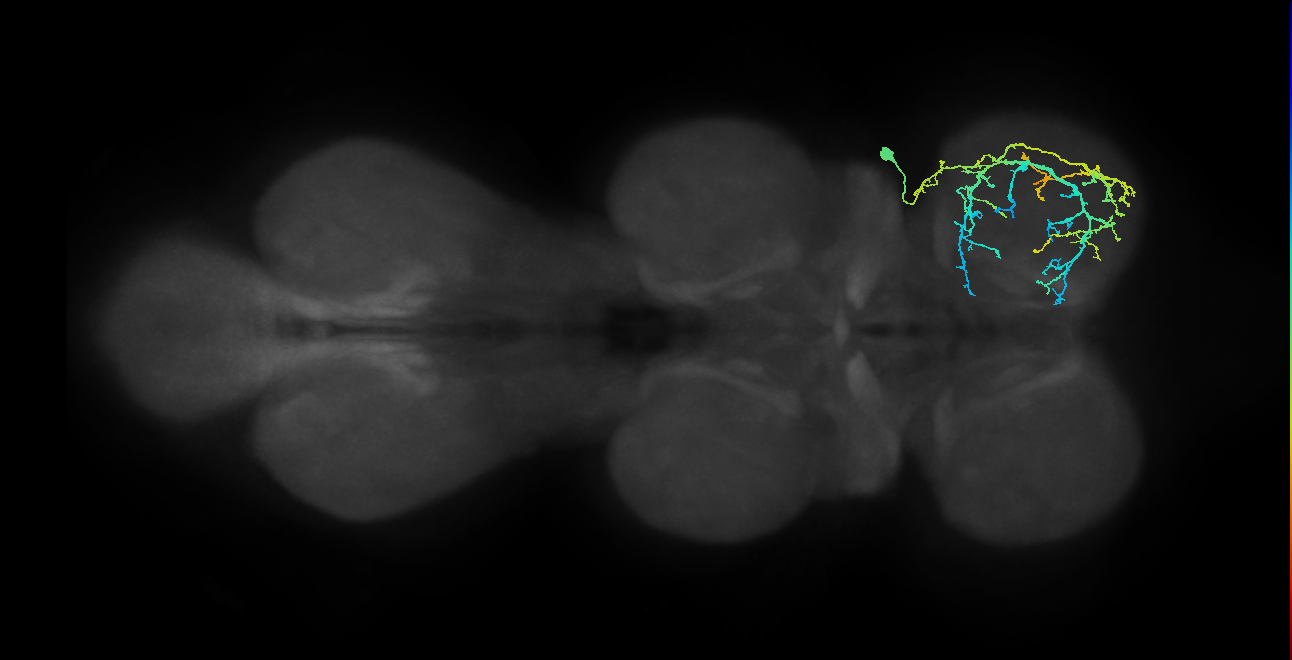 IN03A073_R (MaleCNS:800294)